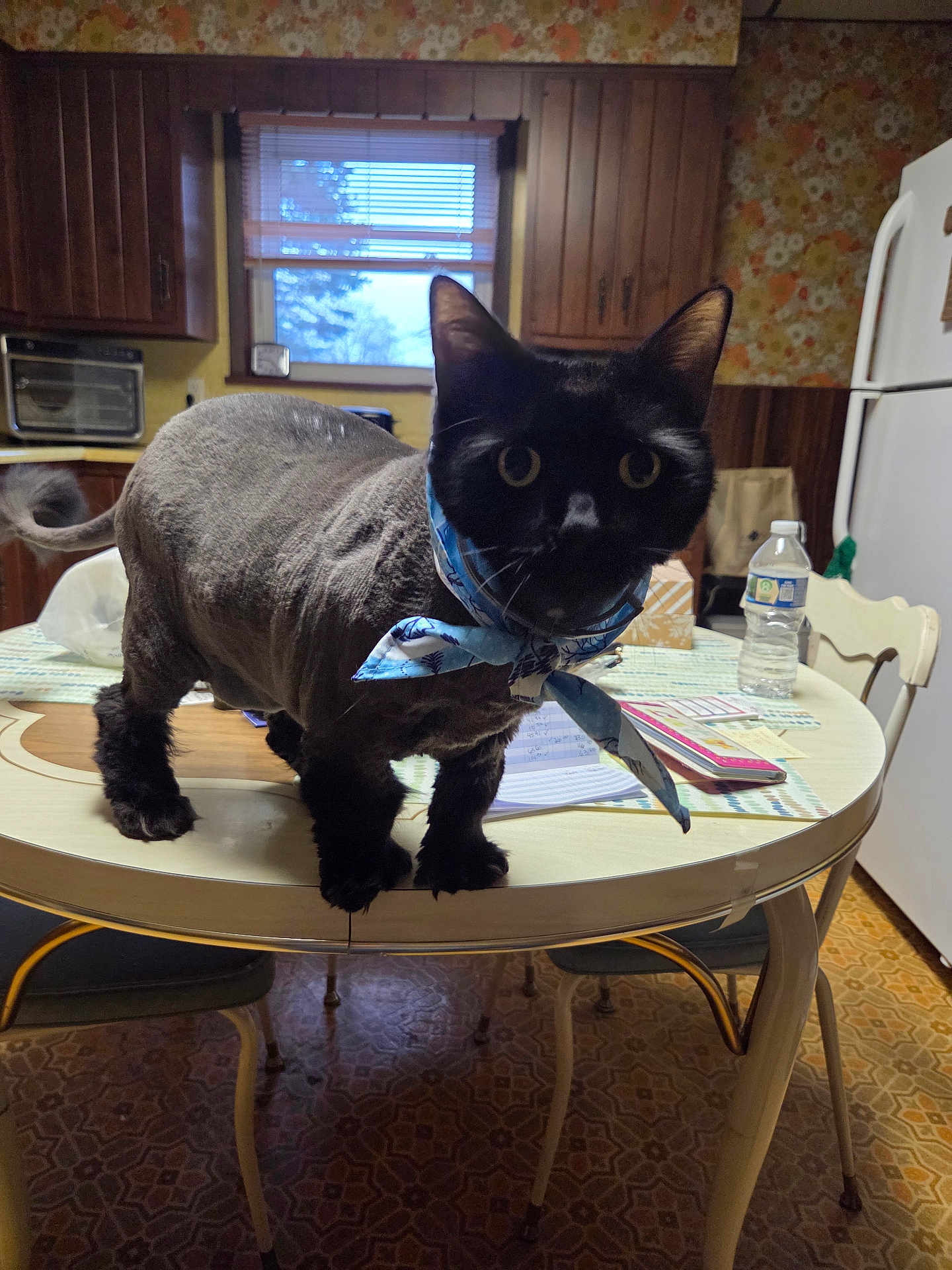 Hunter is registered to the contest to win money with this photo: animal, bandana, cat, chair, curious, curtains, domestic, floor, furniture, indoor, kitchen, notebook, pen, pet, refrigerator, table, vintage, water_bottle, window, wood_paneling