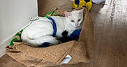 Boo a rejoint le concours — aidez-le/la à gagner de superbes lots ! cat, white_cat, pet, animal, sitting, lying_down, burlap_bag, soccer_ball, sneakers, indoor, hallway, wood_floor, home, relaxed, green_eyes, blue_harness, white_fur, household, playful, portrait
