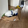 cat, white_cat, pet, animal, sitting, lying_down, burlap_bag, soccer_ball, sneakers, indoor, hallway, wood_floor, home, relaxed, green_eyes, blue_harness, white_fur, household, playful, portrait