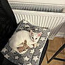 Boo a rejoint le concours — aidez-le/la à gagner de superbes lots ! cat, kitten, white_cat, pet, animal, stuffed_animal, bunny, blanket, star_pattern, chair, indoor, home, radiator, wooden_floor, cozy, sleeping, curled_up, green_eyes, portrait, cute