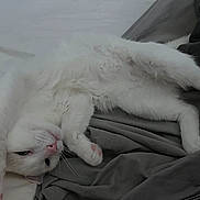 Boo participe au concours pour gagner de l'argent avec cette photo : cat, white_cat, pet, feline, fluffy, lying_down, upside_down, relaxed, sleeping, pink_nose, pink_paws, whiskers, animal_face, closeup, blanket, bed, indoors, cozy, portrait, funny_pose