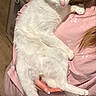 Boo participe au concours pour gagner de l'argent avec cette photo : cat, white_cat, pet, animal, feline, sitting, lying_down, being_held, person, pink_clothing, indoor, portrait, closeup, white_fur, green_eyes, pink_nose, whiskers, relaxed, cozy, cuddling