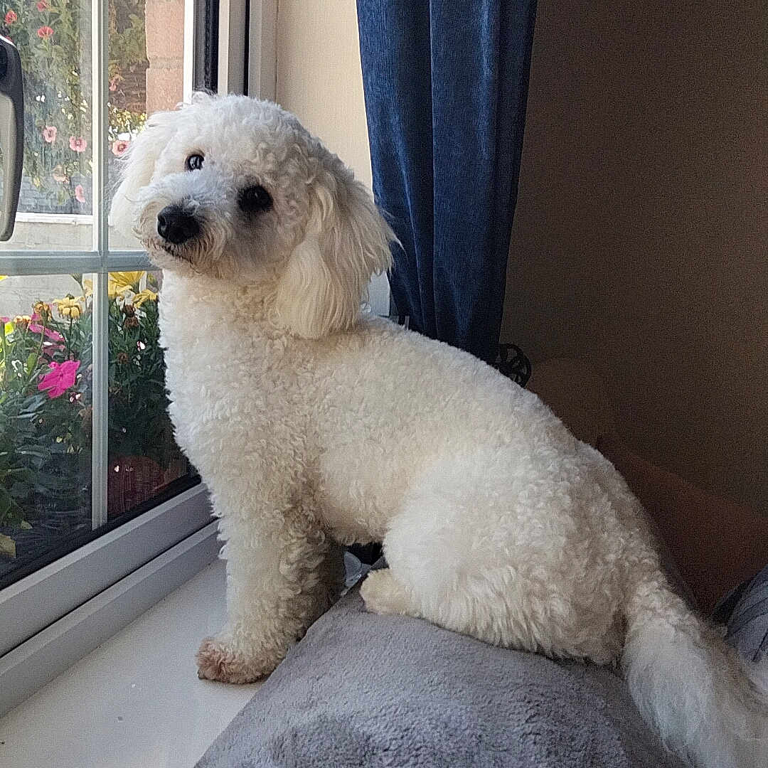 Nugget is registered to the contest to win money with this photo: animal, architecture, canine, car, couch, curtain, cushion, dog, furniture, homedecor, indoors, linen, pet, poodle, puppy, terrier, transportation, vehicle, whitedog, window