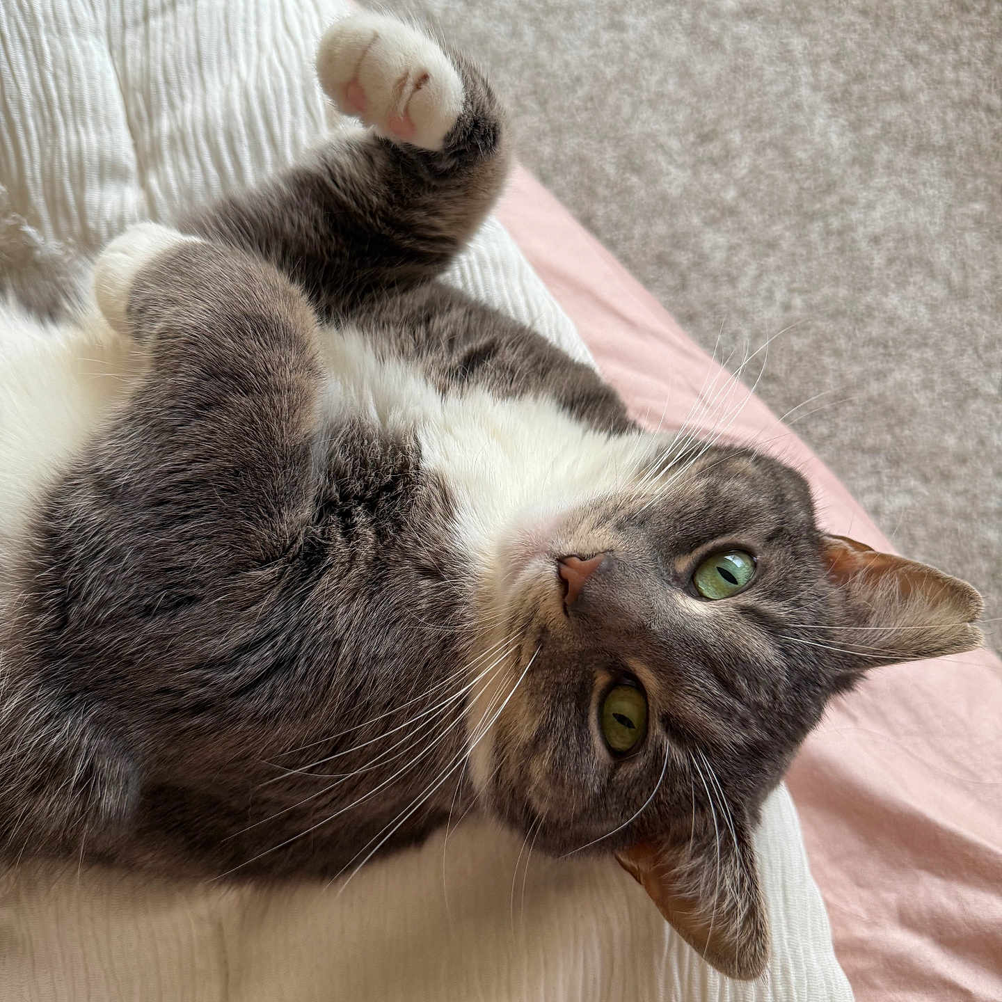Lulu is registered to the contest to win money with this photo: abyssinian, animal, armchair, blanket, cat, chair, couch, furniture, hardwood, homedecor, kitten, linen, manx, pet, siamese, wood