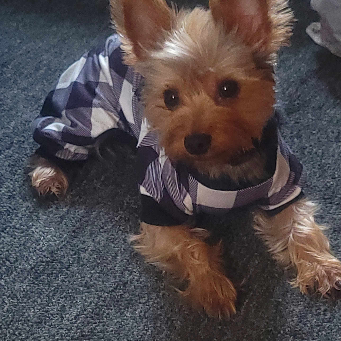 Teddy is registered to the contest to win money with this photo: accessories, animal, ball, canine, clothing, coat, cockerspaniel, dog, face, formalwear, head, person, pet, photography, poodle, portrait, puppy, terrier, tie, whitedog