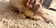 Ava participe au concours pour gagner de l'argent avec cette photo : puppy, dog, carpet, indoor, pet, fur, ears, lying_down, close_up, animal, cute, young, floor, relaxed, home, brown, beige, soft, portrait, resting