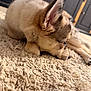 puppy, dog, carpet, indoor, pet, fur, ears, lying_down, close_up, animal, cute, young, floor, relaxed, home, brown, beige, soft, portrait, resting