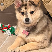 Ava participe au concours pour gagner de l'argent avec cette photo : puppy, dog, pet, indoor, floor, toy, rope_toy, collar, tag, fur, cute, young_dog, animal, beige, brown, black, ears, paw, lying_down, close_up