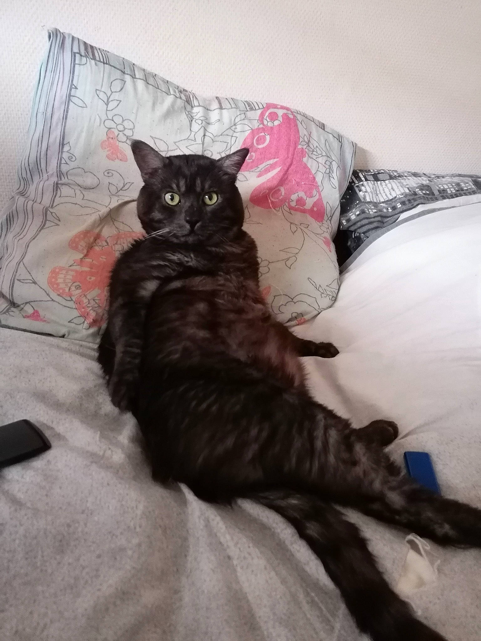 Titi a rejoint le concours — aidez-le/la à gagner de superbes lots ! bed, bedding, black_cat, bombay, carnivore, cat, claw, comfort, domestic_short_haired_cat, felidae, fur, grey, linens, paw, room, sitting, small_to_medium_sized_cats, snout, tail, whiskers