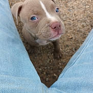Ades a rejoint le concours — aidez-le/la à gagner de superbes lots ! puppy, dog, blue_eyes, jeans, legs, person, ground, gravel, cute, animal, pet, close_up, outdoor, young_dog, brown_dog, curious, looking_up, small_dog, adorable, canine