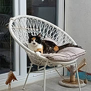 Maya participe au concours pour gagner de l'argent avec cette photo : cat, calico_cat, chair, cushion, patio, tile_floor, scratching_post, feather_toy, window, glass_door, indoor, pet, animal, relaxing, resting, furniture, white_chair, calm, domestic_cat, feline
