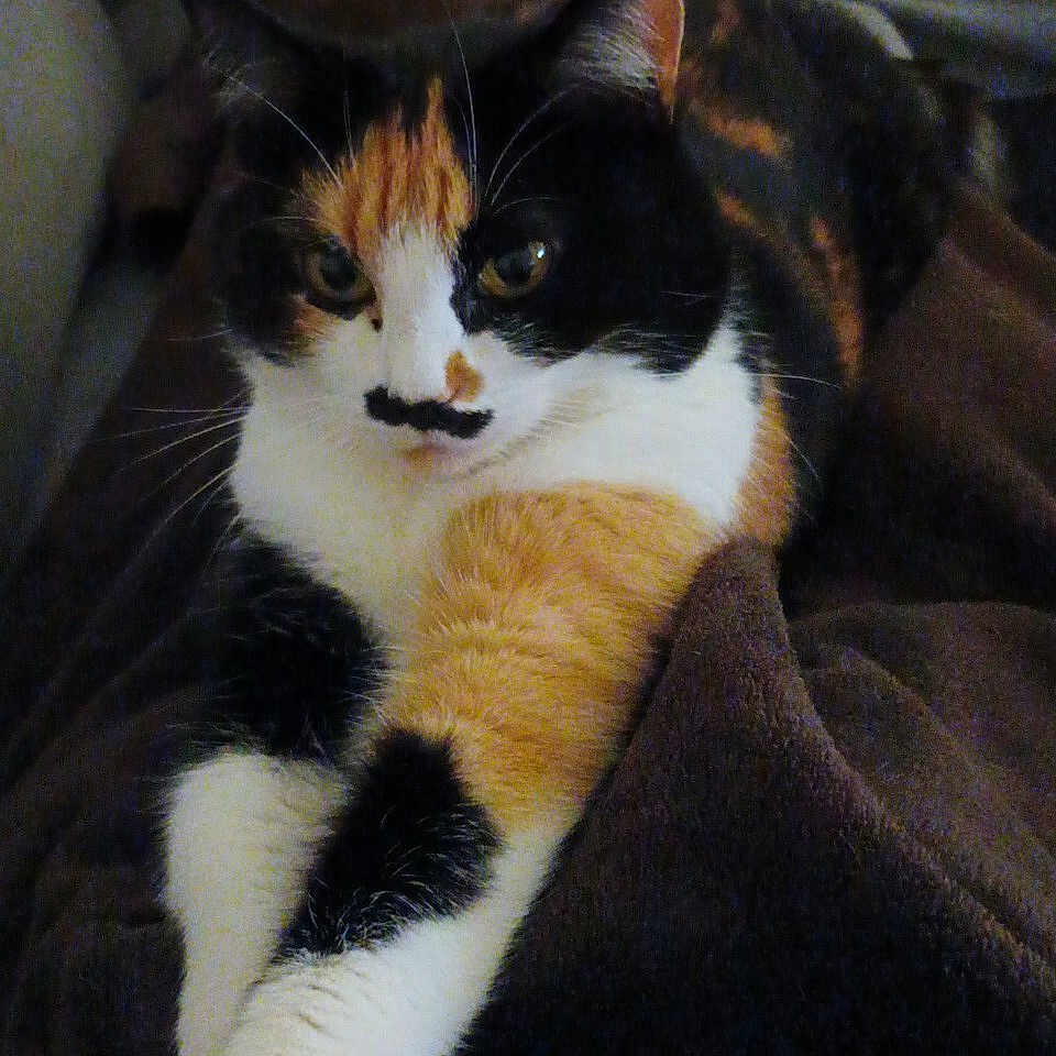 Maya participe au concours pour gagner de l'argent avec cette photo : animal, blanket, calico_cat, cat, cozy, cute, domestic_animal, ears, face, feline, fur, indoor, mammal, mustache_marking, paws, pet, relaxed, resting, soft, whiskers