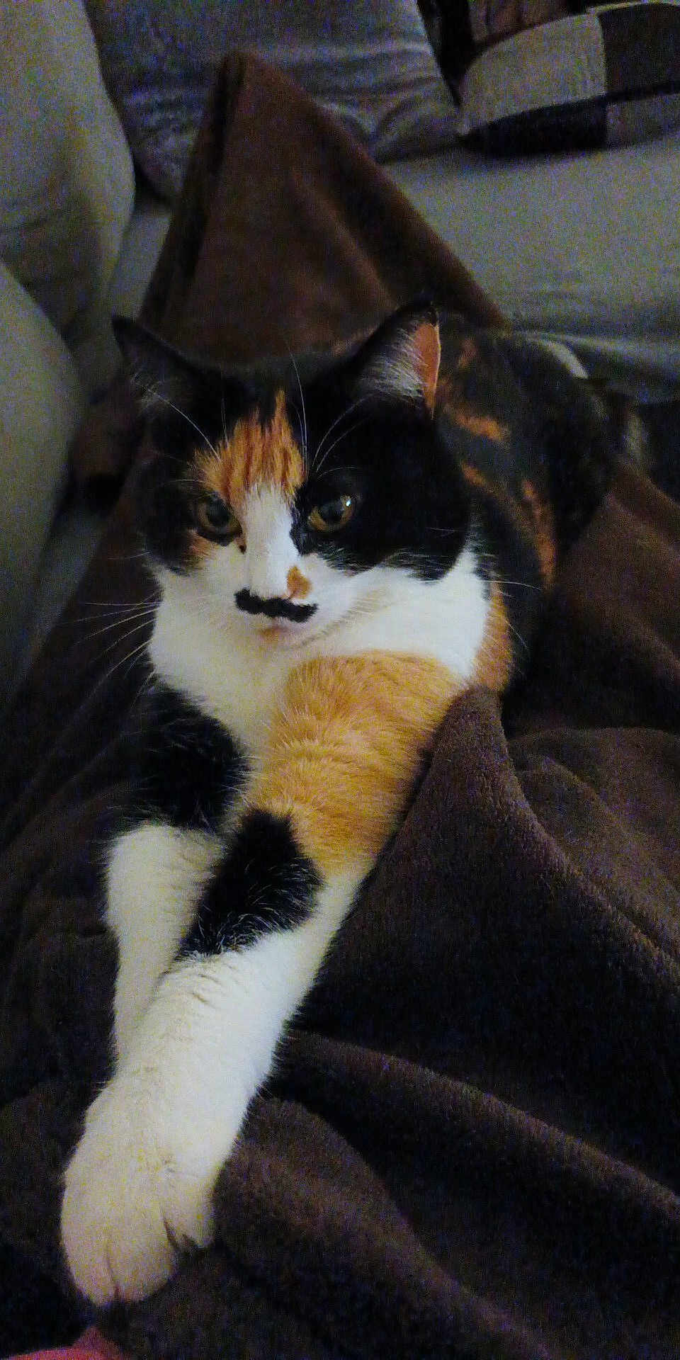 Maya participe au concours pour gagner de l'argent avec cette photo : calico_cat, cat, pet, animal, feline, fur, whiskers, paws, blanket, cozy, indoor, resting, cute, mammal, soft, relaxed, domestic_animal, mustache_marking, face, ears