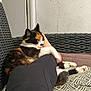 cat, calico_cat, paw, foot, person, leg, black_clothing, wicker_chair, cushion, pattern, indoor, resting, relaxed, pet, feline, fur, white, orange, black, cozy