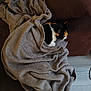 Maya a rejoint le concours — aidez-le/la à gagner de superbes lots ! cat, calico_cat, blanket, couch, cozy, furniture, indoor, pet, resting, sleeping, soft_texture, brown, gray, fur, animal, comfort, relaxation, home, snuggled, warm