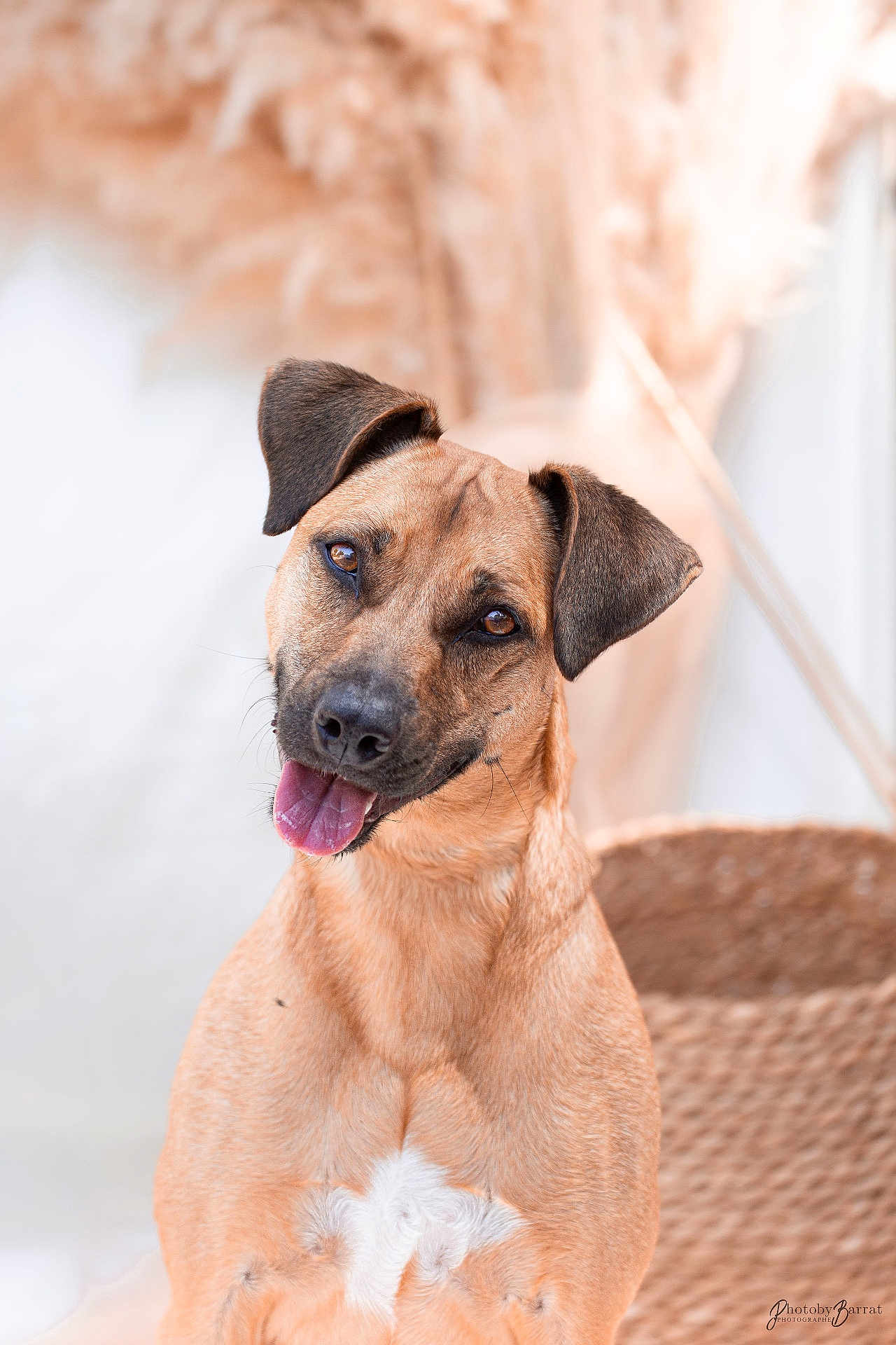 Maya a rejoint le concours — aidez-le/la à gagner de superbes lots ! dog, canine, pet, portrait, head_tilt, brown_fur, black_nose, tongue_out, ears, animal, cute, friendly, domestic_animal, closeup, indoor, soft_lighting, basket, background_blur, happy, companion