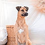 Maya a rejoint le concours — aidez-le/la à gagner de superbes lots ! dog, tan_dog, sitting, indoor, wicker_basket, cushion, white_patch, pet, canine, fur, ears, portrait, animal, looking_away, calm, home_interior, soft_lighting, floor, paw, snout
