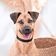 Maya participe au concours pour gagner de l'argent avec cette photo : dog, smiling, collar, pet, animal, canine, tongue_out, portrait, indoor, blurred_background, basket, brown_fur, happy, closeup, cute, friendly, ears_up, furry, domestic_animal, companion