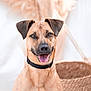 dog, smiling, collar, pet, animal, canine, tongue_out, portrait, indoor, blurred_background, basket, brown_fur, happy, closeup, cute, friendly, ears_up, furry, domestic_animal, companion