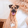 Maya a rejoint le concours — aidez-le/la à gagner de superbes lots ! dog, canine, pet, tongue_out, happy, smiling, portrait, indoor, brown_fur, white_chest_mark, ears, sitting, basket, decor, fluffy, background, animal, mammal, cute, friendly