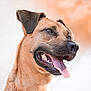 dog, canine, pet, tongue_out, happy, close_up, brown_fur, animal, muzzle, ears, snout, outdoor, portrait, looking_away, friendly, domestic_animal, fur_texture, bright, daylight, cute