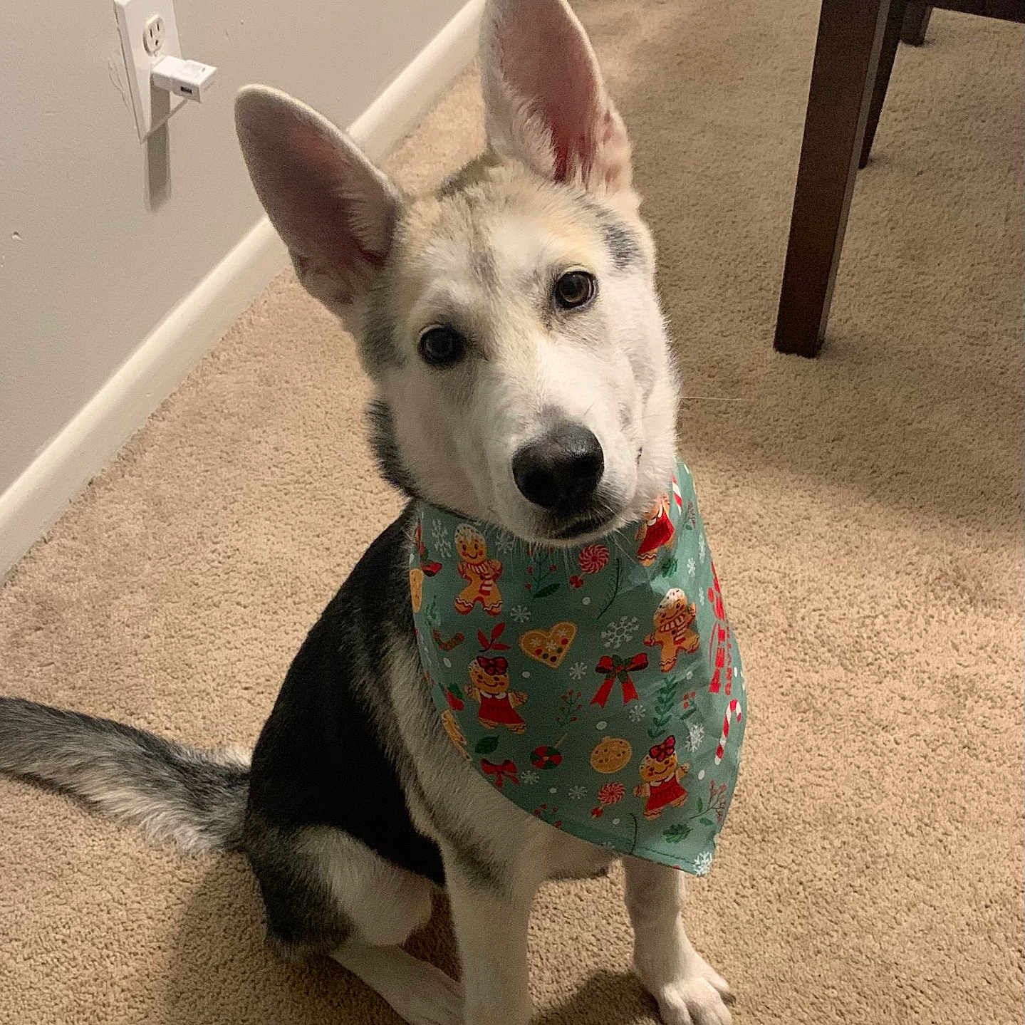 Zero is registered to the contest to win money with this photo: accessories, animal, bandana, bodypart, canine, dog, eskimodog, headband, hound, husky, indoors, interiordesign, labradorretriever, mouth, person, pet, puppy, snout, strap, whitedog