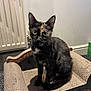 animal, cardboard_scratch_pad, cat, curious, cute, domestic, feline, floor, fur_pattern, household, indoor, looking, pet, radiator, scratcher, sitting, small_couch, tortoiseshell_cat, wall, young_cat
