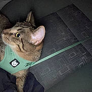 Bali joined the competition — help win amazing prizes! cat, tabby, harness, pet, animal, cushion, fabric, indoor, feline, resting, curious, striped, ears, whiskers, closeup, domestic, furry, mammal, leash, green