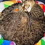 cat, tabby, sleeping, curled_up, blanket, rainbow, striped, fur, pet, cozy, indoor, resting, cute, animal, whiskers, relaxed, comfort, nap, soft, colorful