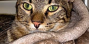 Bali is registered to the contest to win money with this photo: cat, tabby_cat, pet, animal, feline, green_eyes, close_up, resting, cozy, hammock, soft_texture, brown, fur, whiskers, ears, metal_frame, indoor, wall, relaxed, comfort