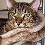 cat, tabby_cat, pet, animal, feline, green_eyes, close_up, resting, cozy, hammock, soft_texture, brown, fur, whiskers, ears, metal_frame, indoor, wall, relaxed, comfort