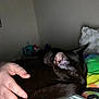 Obsidian joined the competition — help win amazing prizes! black_cat, cat, pet, animal, resting, sleepy, hand, bed, blanket, colorful_blanket, indoor, cozy, fur, whiskers, ear, tail, relaxation, domestic_animal, quiet, calm