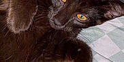 Obsidian joined the competition — help win amazing prizes! black_cat, cat, pet, animal, feline, yellow_eyes, fur, whiskers, bedspread, checkered_pattern, relaxed, curious, indoor, closeup, paw, sleepy, cute, domestic_cat, lying_down, soft_fur