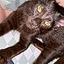 Obsidian is registered to the contest to win money with this photo: cat, black_cat, pet, animal, feline, yellow_eyes, close_up, indoor, bed, blanket, human_arm, paw, fur, relaxed, curious, lying_down, stretching, domestic_animal, whiskers, soft_light