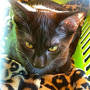 Obsidian is registered to the contest to win money with this photo: black_cat, cat, animal, pet, leopard_print, blanket, feline, close_up, yellow_eyes, fur, indoor, green_carrier, cozy, resting, sunlight, warm_light, cute, domestic_cat, portrait, soft_texture