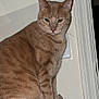 Punkin is registered to the contest to win money with this photo: animal, cat, closeup, domestic_cat, ears, feline, fur, household, indoor, ledge, light, looking, orange_tabby, pet, portrait, shadow, sitting, tail, wall, whiskers