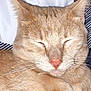 Punkin joined the competition — help win amazing prizes! cat, beige_cat, sleeping, close_up, whiskers, nose, feline, pet, fur, relaxed, indoor, pillow, striped, cozy, cute, mammal, animal, resting, face, ears