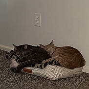 Punkin is registered to the contest to win money with this photo: animal, brown_cat, carpet, cat, cats, cozy, domestic, electrical_outlet, feline, floor, indoor, pet_bed, plush_toy, quiet, resting, sleeping, snuggling, tabby_cat, toy, wall