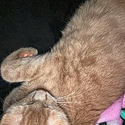 Punkin joined the competition — help win amazing prizes! cat, feline, sleeping, close_up, fur, whiskers, paw, blanket, pink, soft, cozy, pet, domestic_animal, resting, cute, animal, indoor, relaxing, warm, snuggling