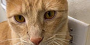 Punkin joined the competition — help win amazing prizes! cat, orange_tabby, close_up, pet, animal, whiskers, ears, eyes, fur, indoor, light_switch, wall, curious, sitting, feline, domestic_cat, portrait, mammal, cute, household