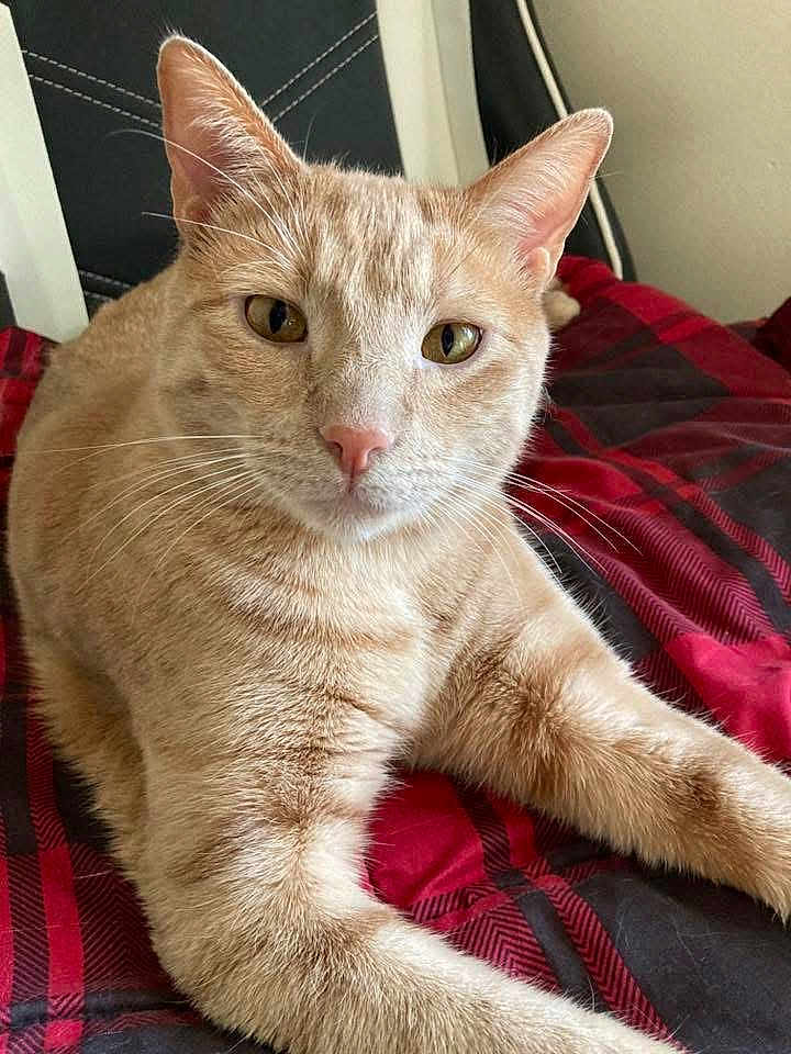 Punkin joined the competition — help win amazing prizes! cat, tabby, orange_cat, pet, animal, feline, indoor, relaxed, close_up, face, whiskers, ears, fur, bed, blanket, red, black, plaid, resting, cozy