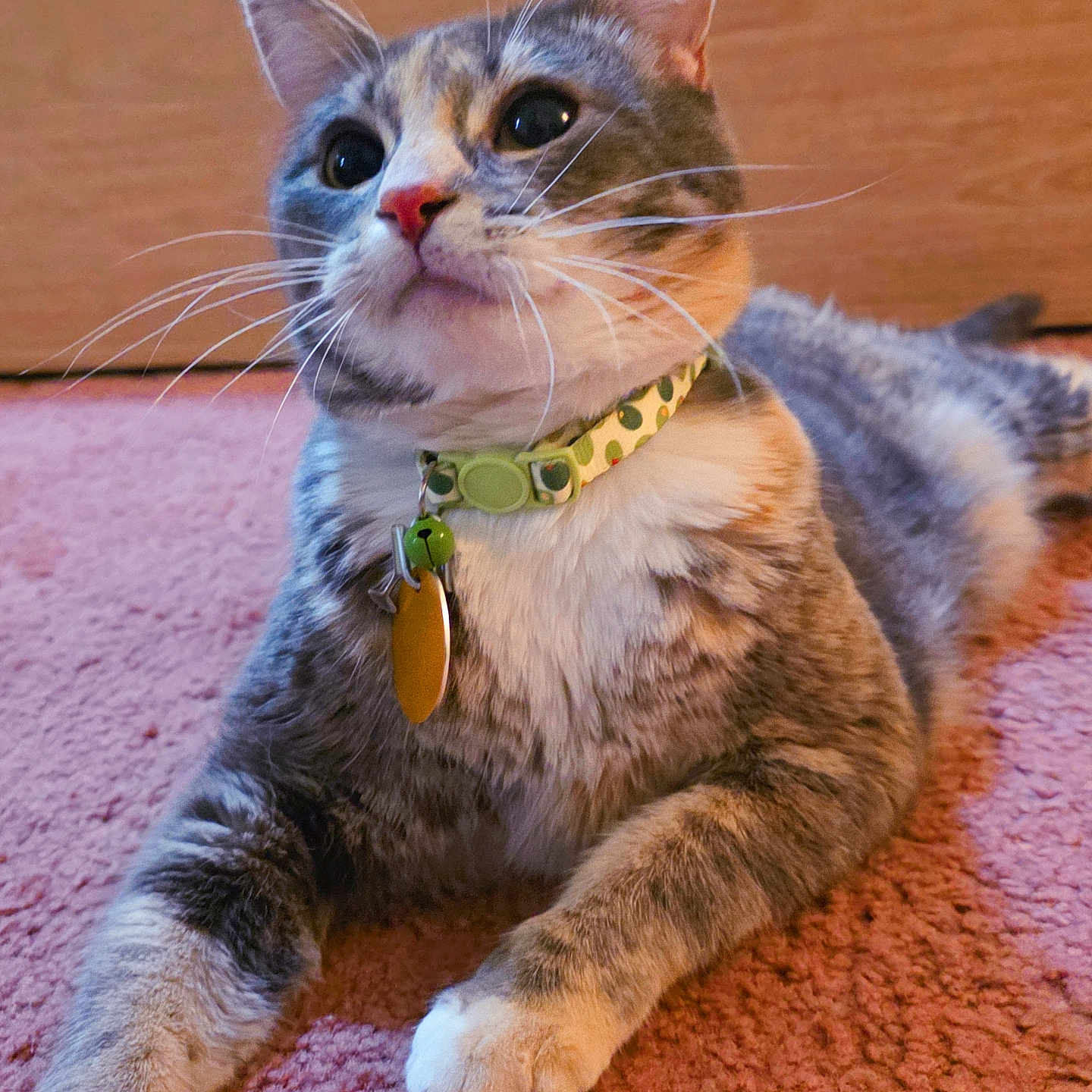 Gigi is registered to the contest to win money with this photo: cat, feline, pet, collar, indoor, carpet, pink_carpet, whiskers, tag, curious_eyes, relaxed, fur, tabby, animal, domestic_animal, mammal, cute, lying_down, close_up, portrait