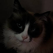 Hairball joined the competition — help win amazing prizes! cat, animal, pet, feline, fur, whiskers, portrait, closeup, dark, shadow, eyes, face, cute, indoor, mammal, looking, black, white, soft, quiet