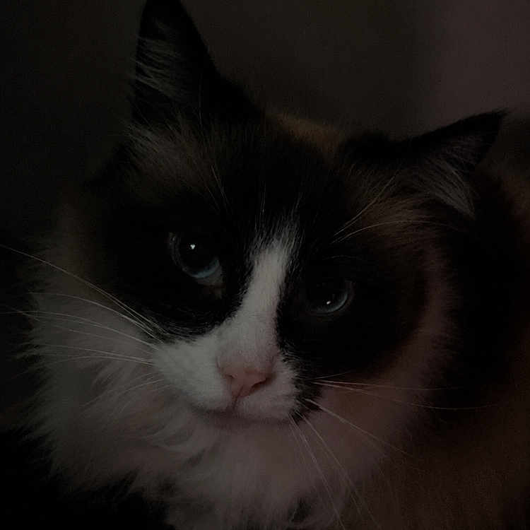 Hairball