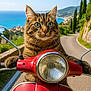 cat, tabby, scooter, red_vehicle, road, coast, sea, sky, greenery, trees, mountains, outdoor, animal, pet, travel, adventure, transportation, vehicle, feline, nature