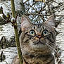 cat, tabby, animal, outdoor, nature, tree, birch_tree, branch, budding, fur, whiskers, ears, wide_eyes, curious, close_up, mammal, pet, wildlife, forest, background