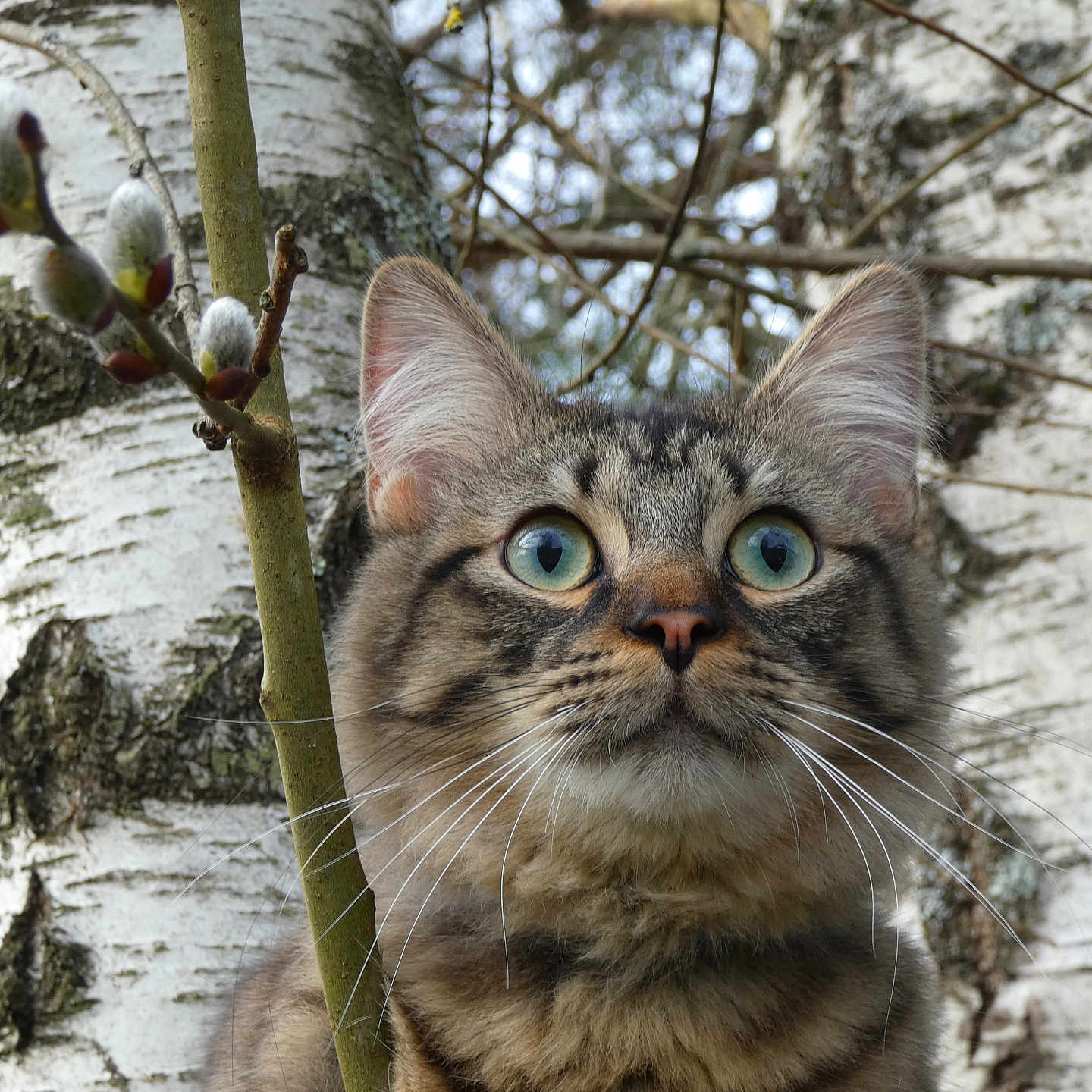 Tam-Tam a rejoint le concours — aidez-le/la à gagner de superbes lots ! animal, background, birch_tree, branch, budding, cat, close_up, curious, ears, forest, fur, mammal, nature, outdoor, pet, tabby, tree, whiskers, wide_eyes, wildlife
