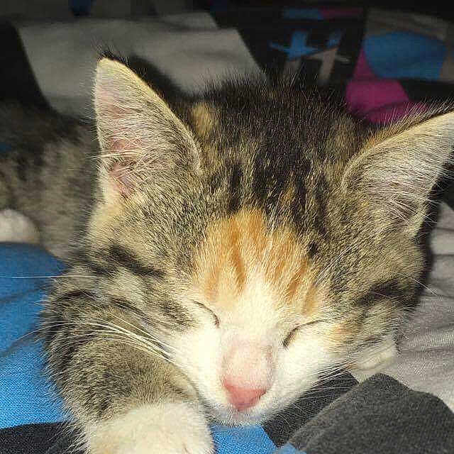 Nuance participe au concours pour gagner de l'argent avec cette photo : aegean_cat, carnivoran, cat, cat_like_mammal, domestic_short_haired_cat, european_shorthair, fauna, fur, kitten, mammal, small_to_medium_sized_cats, snout, tabby_cat, whiskers