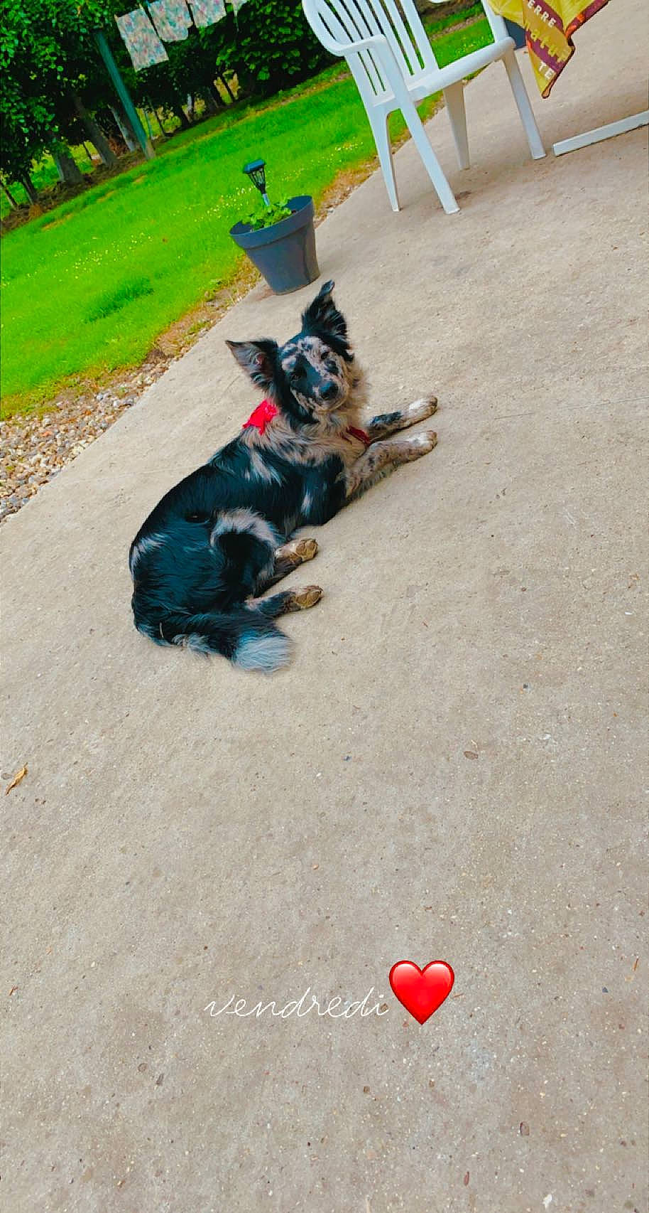 Rafale a rejoint le concours — aidez-le/la à gagner de superbes lots ! asphalt, carmine, carnivore, companion_dog, concrete, dog, dog_breed, dog_supply, flooring, grass, leash, pet_supply, plant, road_surface, shadow, sidewalk, soil, sporting_group, tail, tree