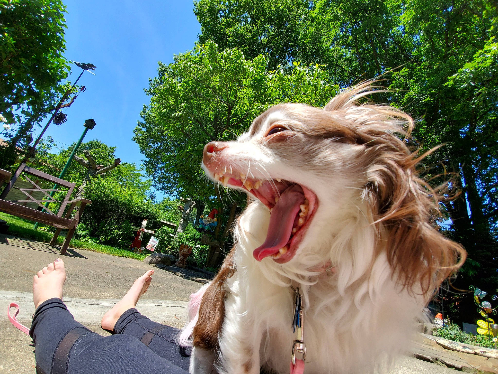 Bella is registered to the contest to win money with this photo: australian_shepherd, canidae, carnivore, cavalier_king_charles_spaniel, companion_dog, dog, dog_breed, fun, grass, plant, sporting_group, summer, tree